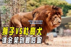 雷竞技:甘冈挑战南特，看看谁能笑到最后！